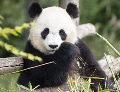 Le panda du zoo de beauval